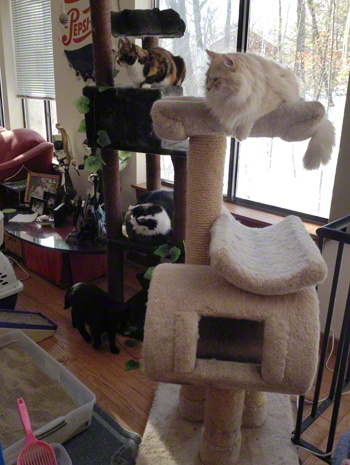 AFter on Cat Trees R Olson